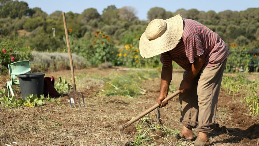 أندا تمويل توفر قروضا فلاحية بقيمة 40 مليون دينار لتمويل مشاريع فلاحية   