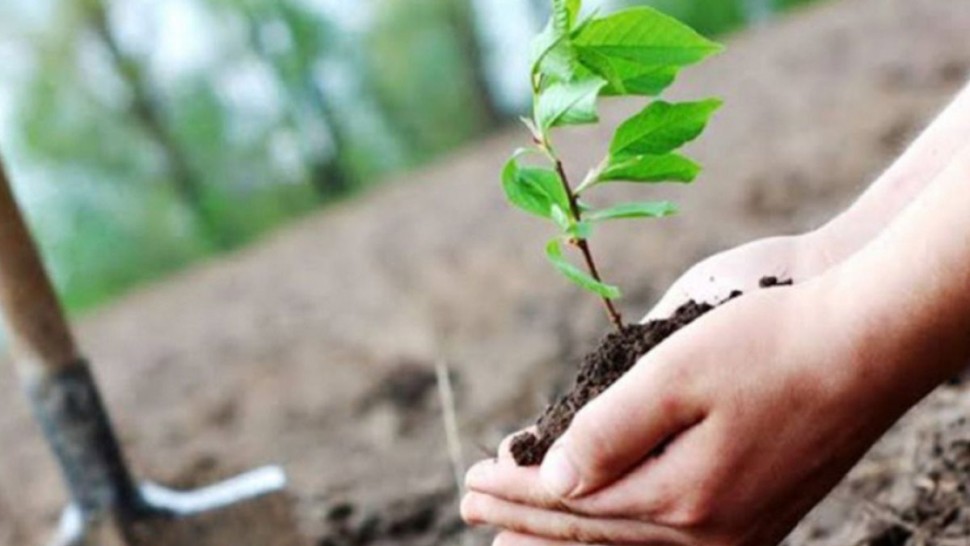 نادي الأطفال المتنقل ونادي الأطفال ببن عروس ينظمان تظاهرة تنشيطية احتفالا بعيد الشجرة