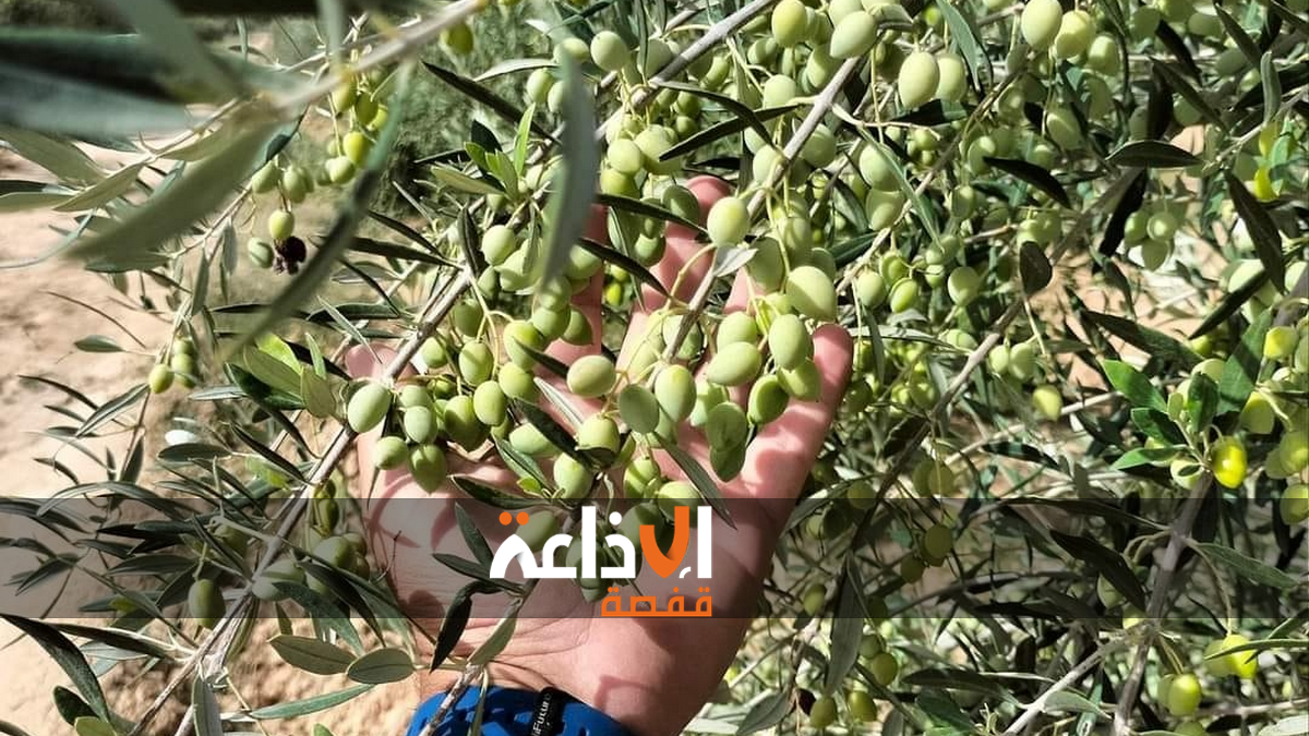 سيدي بوزيد : رغم تسحيل صابة قياسية من الزيتون ، فلاحو الجهة يطالبون بالتدخل لتدارك عدد من الاشكاليات و النقائص 