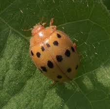 سليانة: نثر مابين 2000 و3000 دعسوقة مكسيكية لمكافحة الحشرة القرمزية