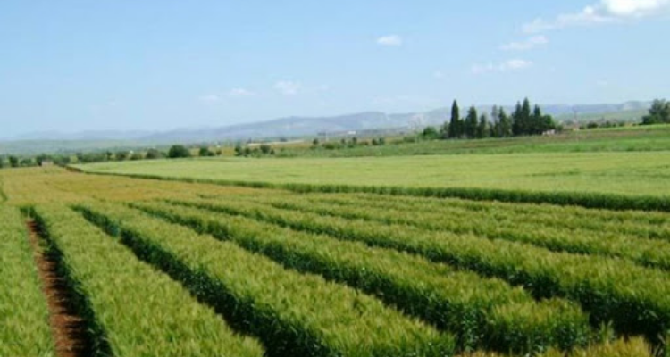 زغوان: اختيار قطعة أرض دولية تمسح 100 هكتار لإحداث منطقة صناعية 