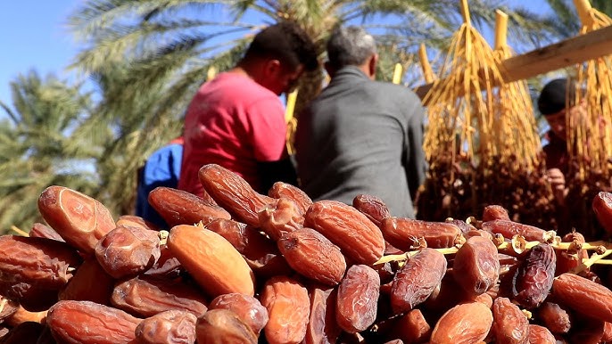 قبلي: نسق مرتفع للعرض والطلب في سوق التمور بجمنة 