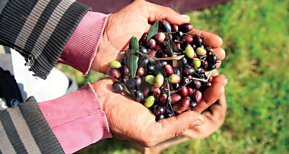 القصرين: صعوبات التسويق تعطل انطلاق موسم جني الزيتون البيولوجي بمنطقة أم الأقصاب