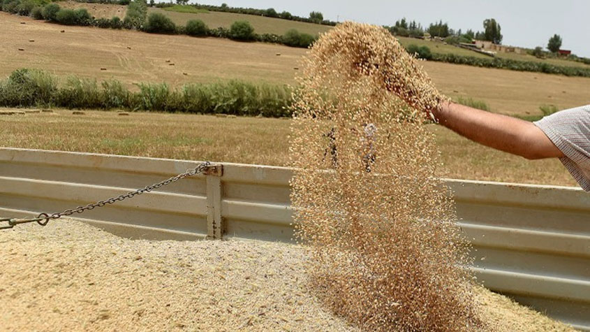 الموافقة على 35 مطلب تمويل لزراعة الحبوب بما قيمته 243 الف دينار