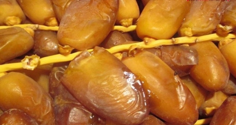 قبلي: المجمع المهني المشترك للتمور يضع مخازن تبريده على ذمة صغار الفلاحين