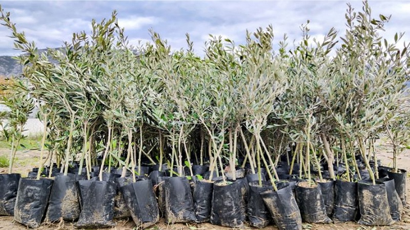 بن عروس: برمجة إنتاج قرابة 6 مليون شتلة زيتون خلال الموسم الحالي