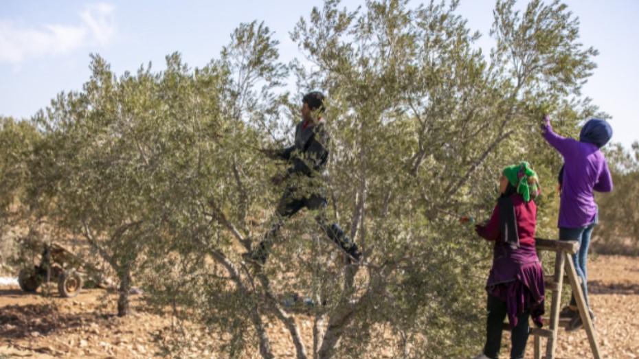 الكاف: افتتاح موسم جني الزيتون وسط توقعات بإنتاج 18 ألف قنطار من الزيتون
