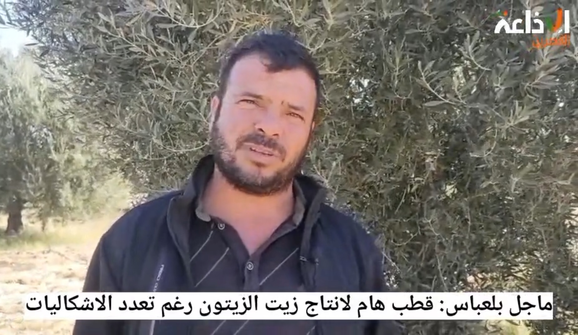 ماجل بلعباس: قطب هام لانتاج زيت الزيتون تعترضه عديد الإشكاليات