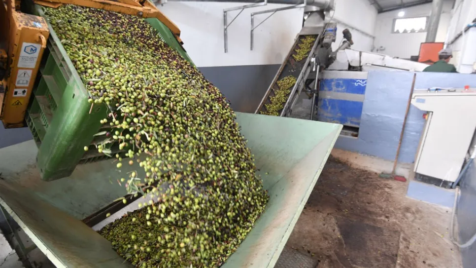 قبول زيت الزيتون من صغار الفلاحين بالمراكز الجهوية للديوان الوطني للزيت بداية من الاثنين 17 نوفمبر