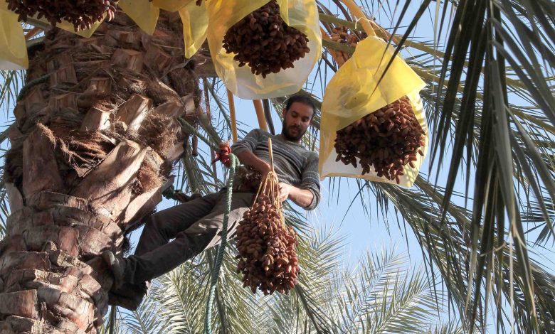 Récolte des dattes : le groupement interprofessionnel en renfort pour sauver la saison et soutenir les producteurs