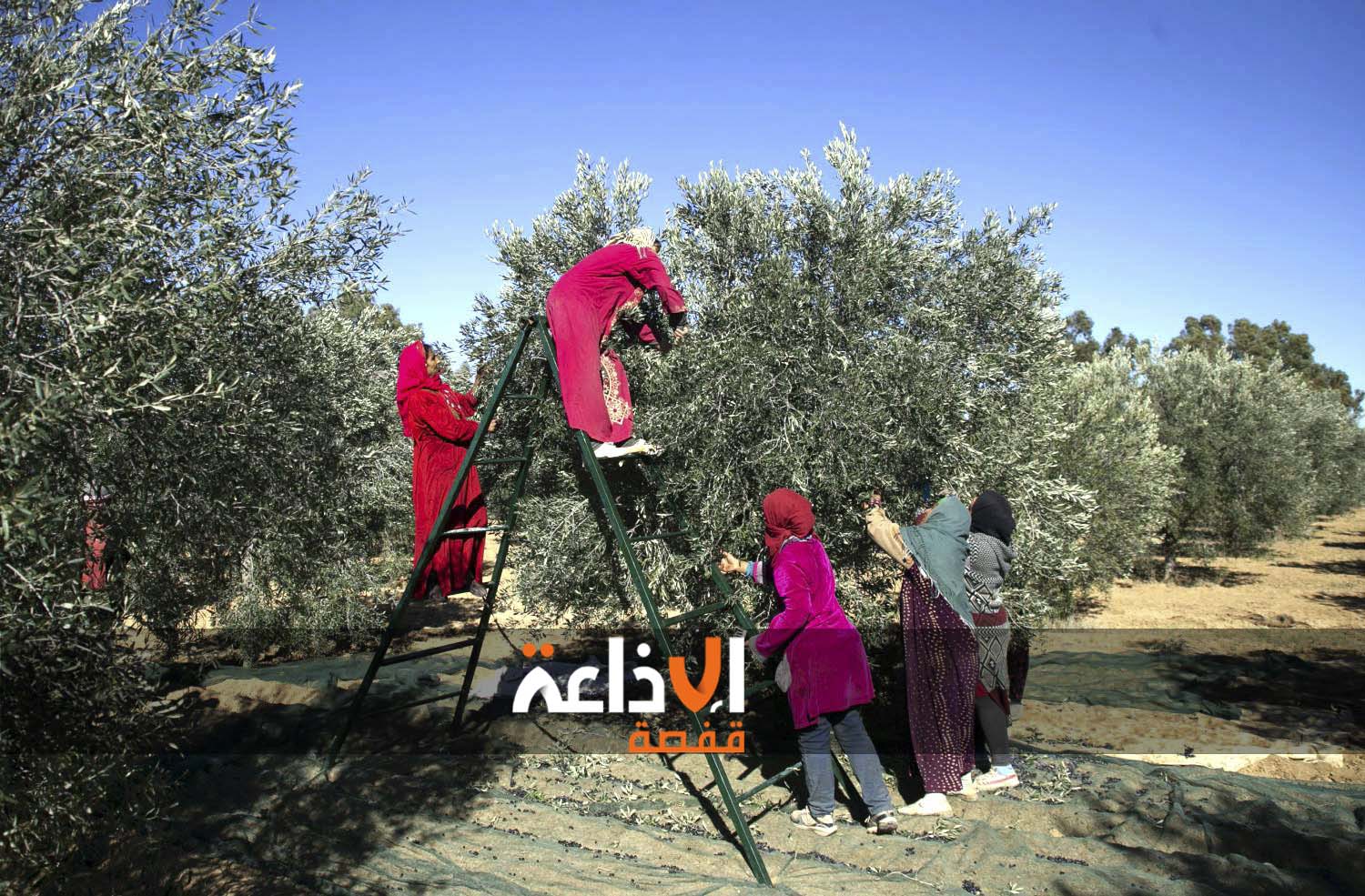 موسم جني الزيتون بسيدي بوزيد : موروث شعبي و إحياء للتقاليد