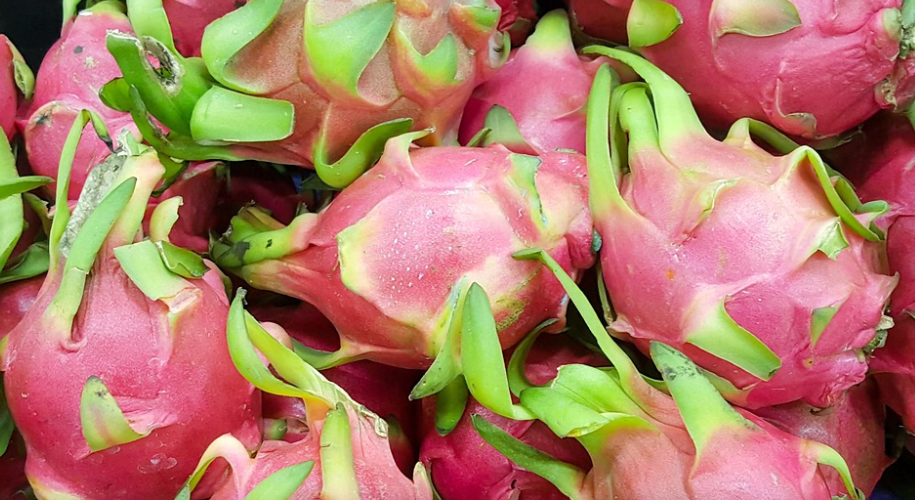 تجربة رائدة: زراعة الغلال الآسيوية في تونس بين النجاح والتوثيق