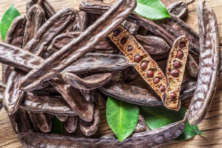 زغوان: الشركة الأهلية الجهوية للمنتوجات الغابية والفلاحية "ريتاج " بالفحص تحقق انتاجا يفوق 28 طنا من الخروب