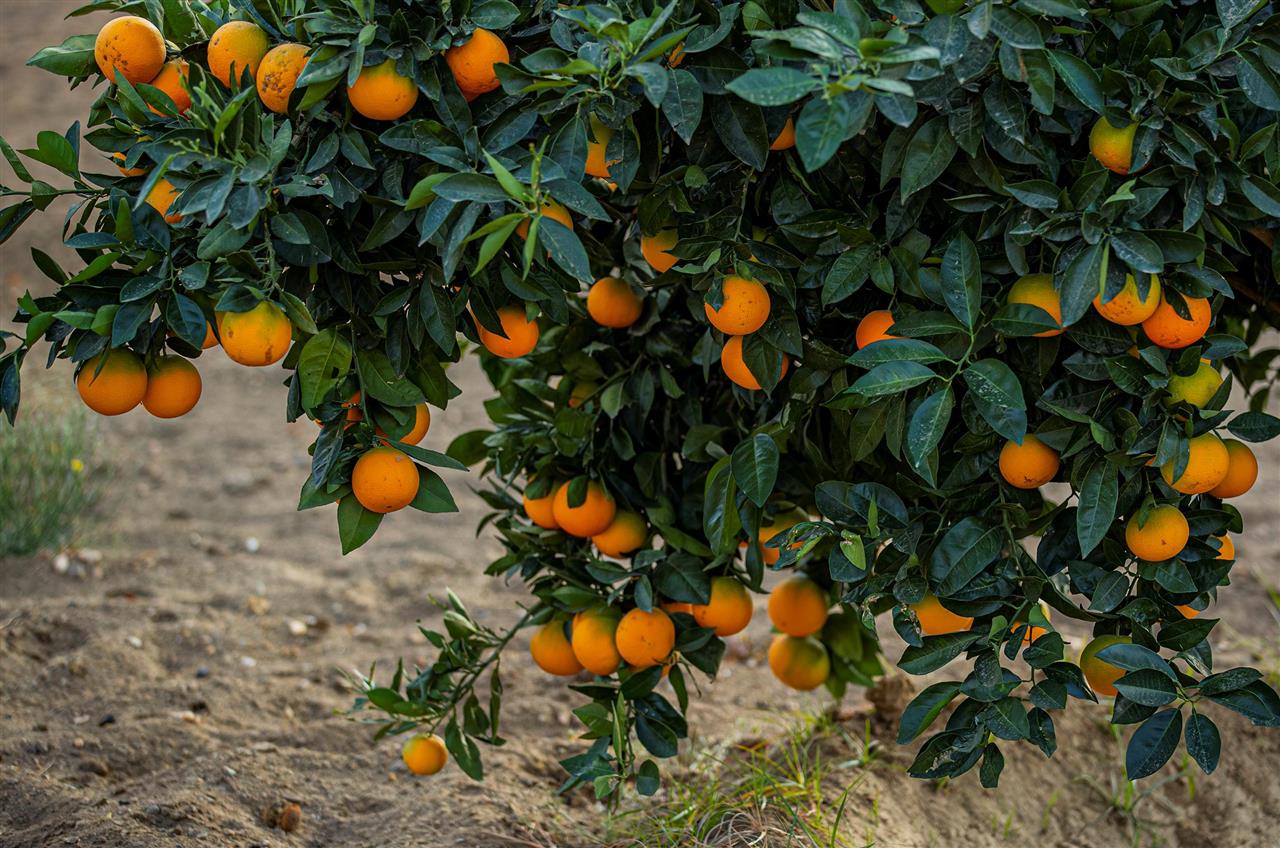 الإعلان عن إجراءات استثنائية لنقل وتوزيع صابة التمور والتفاح والقوارص والرمان والزيتون