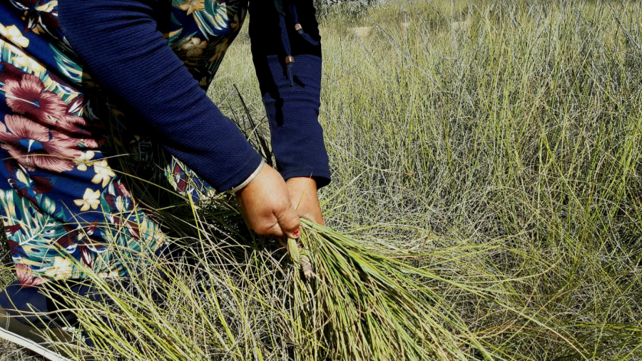 القصرين:قريبا ..الإعلان الرسمي عن العلامة الجماعية "حلفاء القصرين"