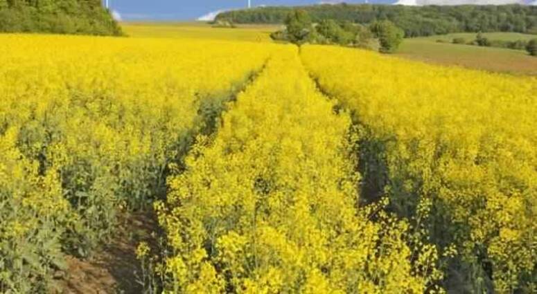  تراجع المساحات المخصصة لزراعة السلجم الزيتي بباجة بسبب ارتفاع كلفة الانتاج وانخفاض اسعار القبول .