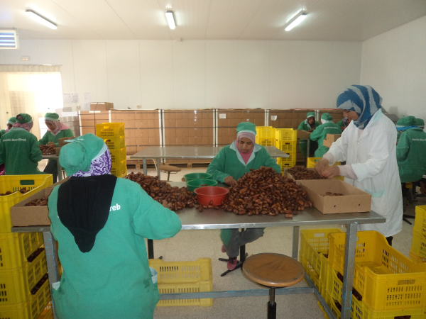 صادرات القطاع الفلاحي والصناعات الغذائيّة نحو المغرب تجاوزت 338 مليون دينار