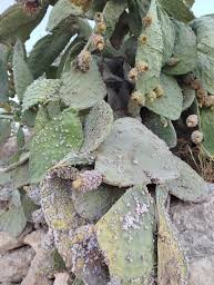 سليانة : انتشار واسع للحشرة القرمزية بطوابي التين الشوكي  بمنطقة الحبابسة