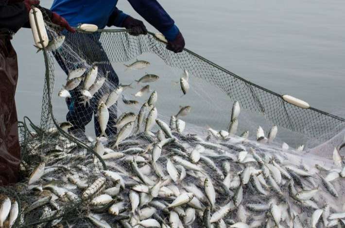 نابل: تراجع الثروة السمكية وتجديد الدعوة لتفعيل الراحة البيولوجية