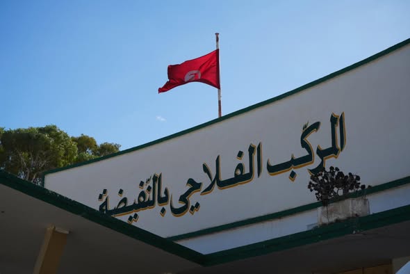 النفيضة: يوم ترويجي لزيت الزيتون بحضور سياح من عدة جنسيات.