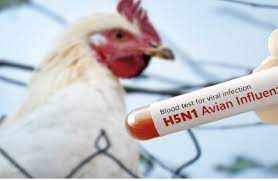 الولايات المتحدة: وفاة شخص إثر إصابته بالسلالة الجديدة من فيروس انفلونزا الطيور