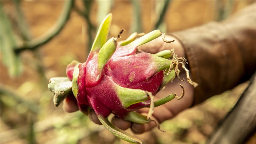 نابل : مدينة قرمبالية تحتصن "مهرجان ثمار فاكهة التنين والباباي التونسية العالمية" في دورته الأولى 