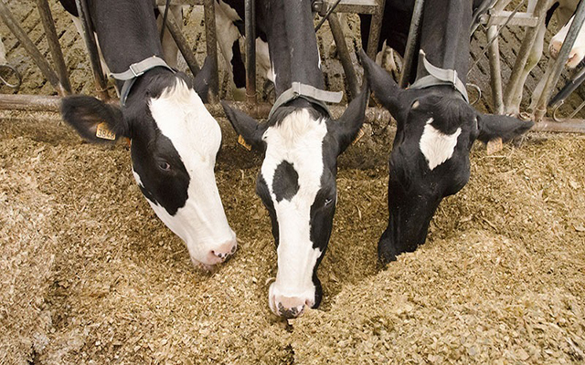 وزارة الفلاحة تتخذ اجراءات لإعادة توازن منظومة تربية الأبقار