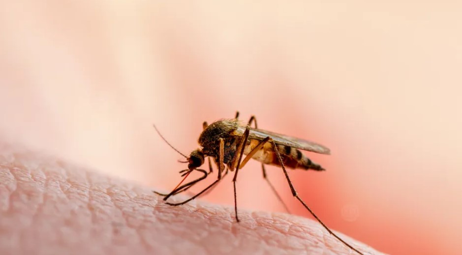 قفصة: يوم تحسيسي حول الأمراض الحيوانية المنقولة عن طريق الحشرات