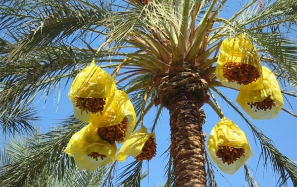 وزير الفلاحة يقترح إطلاق إعلان دولي حول النخيل والتمور