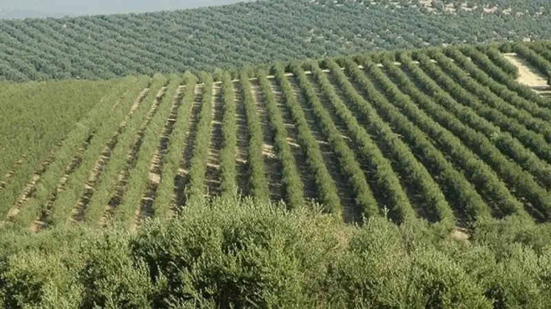 الإفراج عن 9 موقوفين في قضية هنشير الشعال(مصدر قضائي)