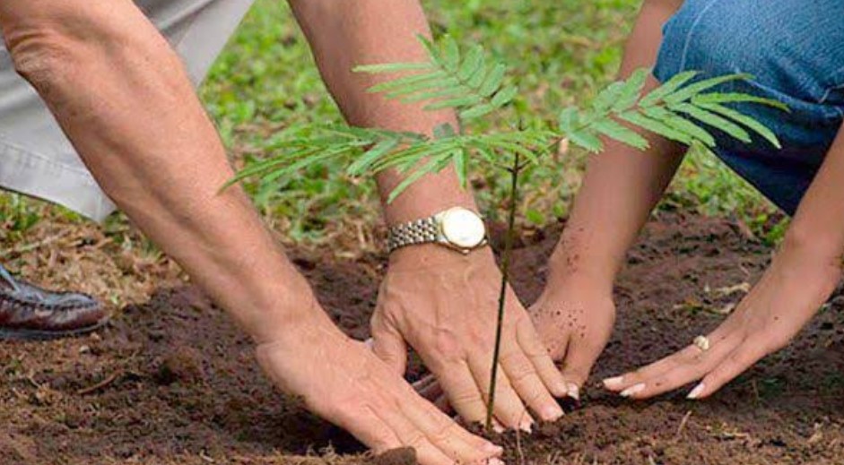 توزر: حملة تشجير لحماية منطقة التعمير بحزوة من زحـــف الرمال