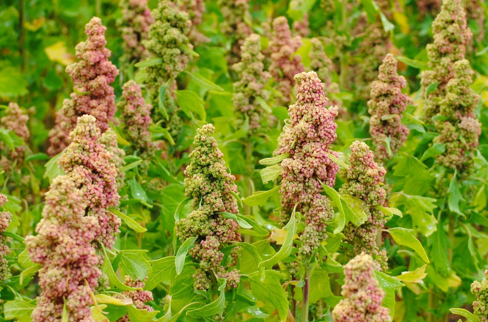 تجاوز مساحات زراعة الكينوا 10 هكتارات في تونس واشكاليات في التحويل والترويج