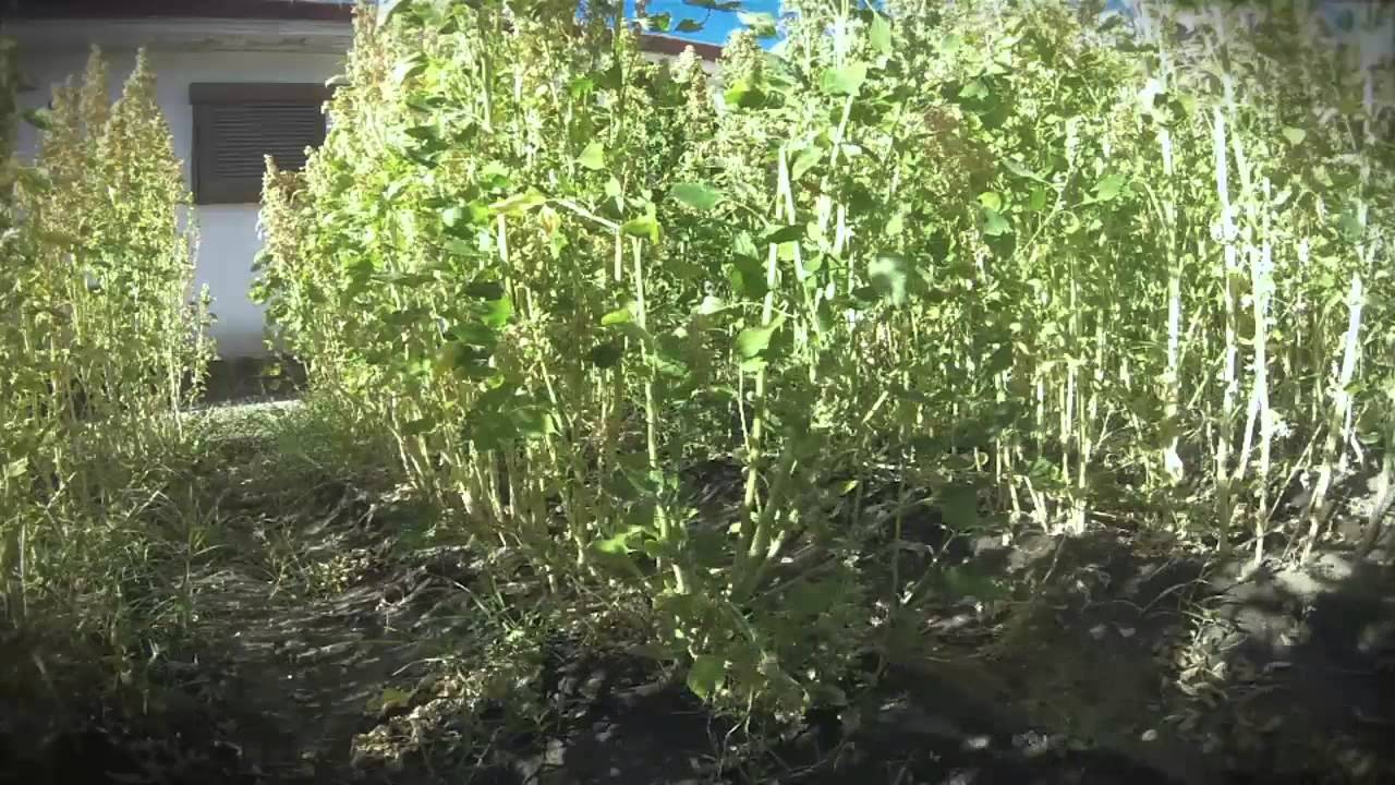 تونس: المساحات المزروعة من نبتة الكينوا تتجاوز ال10 هكتارات