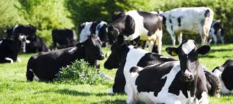 تونس تحتضن ورشة وطنية للإنذار المبكر ضد حمى الوادي المتصدع