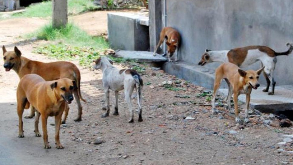 ولاية تونس: العمل على تطوير آليات مقاومة الكلاب السائبة وإعداد برنامج خاص بالقنص