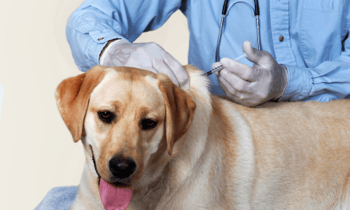 حملات التلقيح ضدّ داء الكلب: تلقيح 96.5% من الحيوانات المُستهدفة في قابس