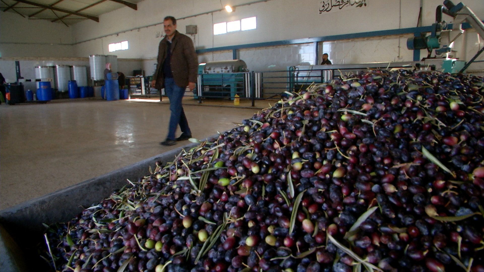 ولاية تطاوين : تسجيل ارتفاع في صابة الزيتون لهذا الموسم مقارنة بالمواسم الماضية