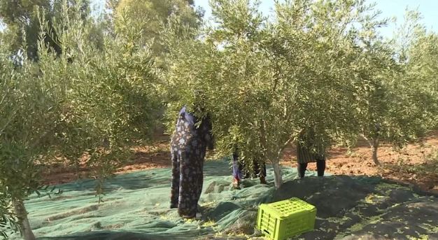 تطاوين : تواصل موسم جني الزيتون بإنتاج واعد وارتفاع ملحوظ في الغراسات المروية