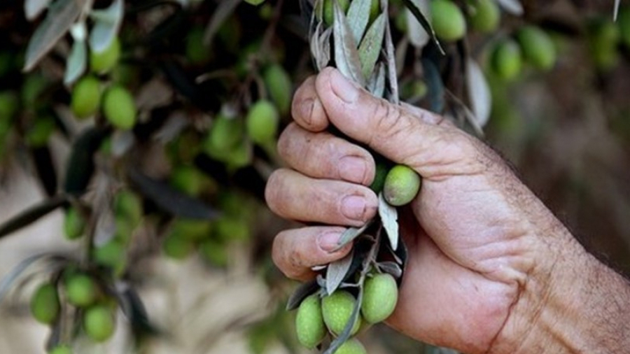 قفصة: بلوغ 30 % من تقدم صابة الزيتون مع تواصل الجني اليدوي في أغلب المناطق