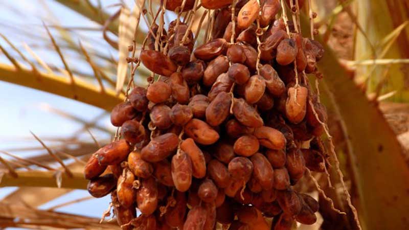 قبلي: تواصل الاستعدادات لتنظيم الدورة 39 من المهرجان الدولي للتمور