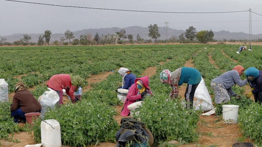 سيدي بوزيد: ندوة جهوية حول الحماية الاجتماعية للنساء العاملات في القطاع الفلاحي