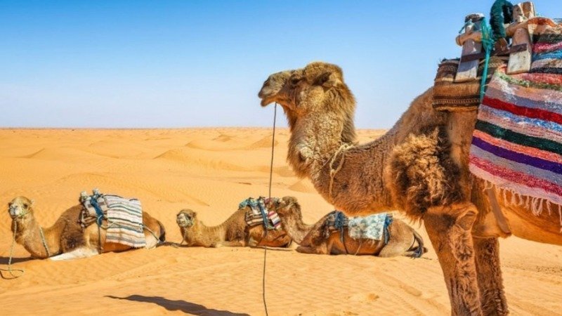 "ترافل اند تور وورلد" تصنف تونس ضمن أفضل الوجهات لقضاء" عطلة رأس السنة الميلادية الجديدة