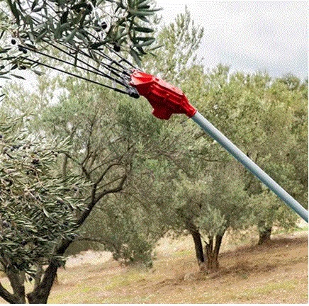 وكالة النهوض بالاستثمارات الفلاحية تدعو صغار الفلاحين إلى استكمال ملفاتهم لصرف منح اقتناء آلات جني الزيتون