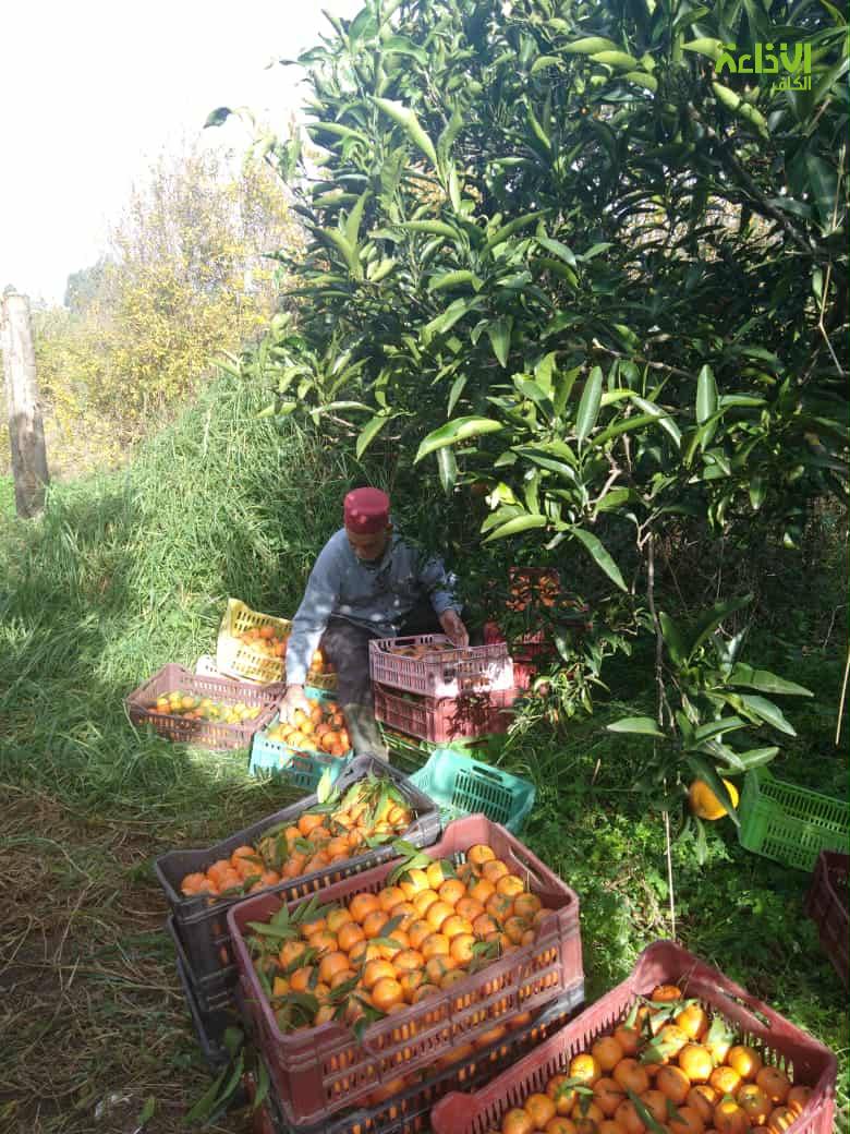  منتجو القوارص بوشتاتة يطالبون بدعمهم للتوسع في المساحات وتوفير شتلات تتأقلم مع التغيرات المناخية