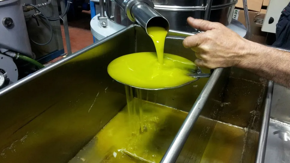 قبول الديوان لزيت الزيتون من الفلاحين مباشرة ساهم في تعديل الأسعار وانعكس على تواصل عمليات الجني والتحويل في ظروف ميسرة