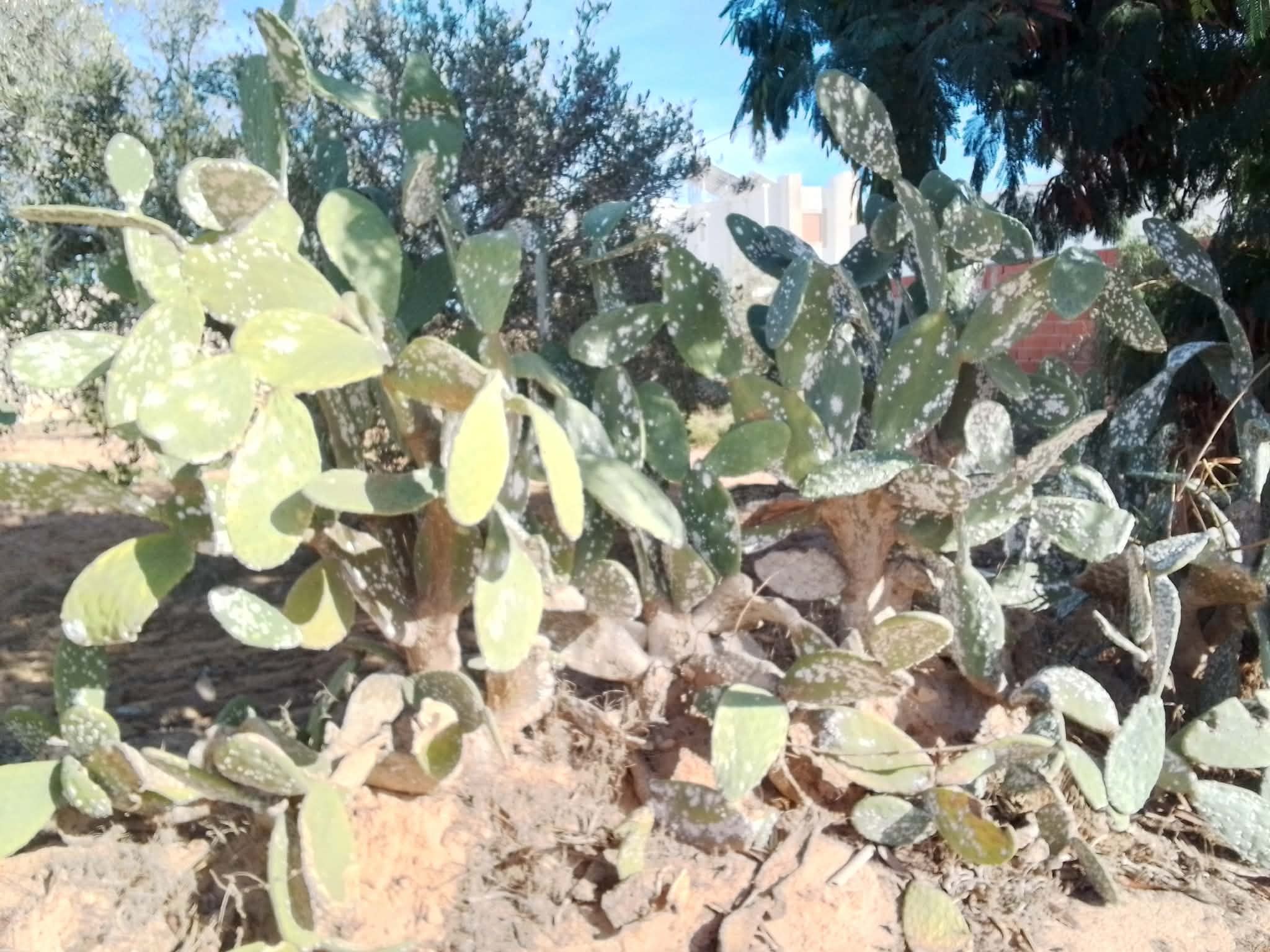 جربة : تذمر عدد من المواطنين من انتشار الحشرة القرمزية التي تصيب نبتة التين الشوكي