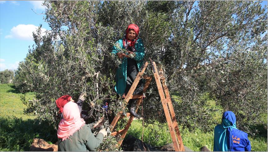 سبيطلة: صابة زيتون قياسية تناهز 36 ألف طنّ ومطالب بتحديد سعر القبول لإنقاذ الموسم