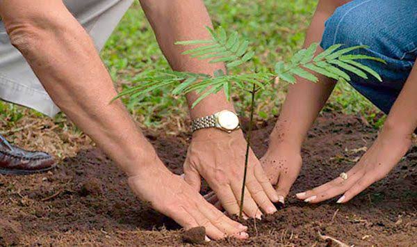 القصرين - العيون: الشروع في تشجير 10 هكتارات من الغابات المتضرّرة من الحرائق