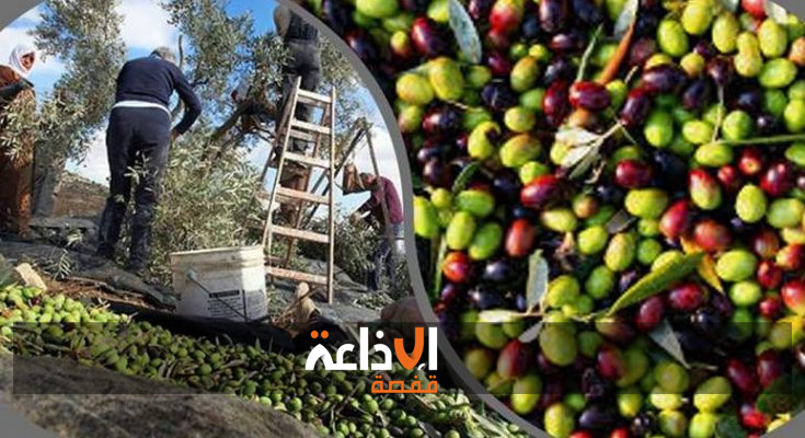 قفصة : تواصل موسم جني الزيتون الى حدود شهر فيفري القادم موفرا اكثر من 800 يوم عمل مباشر .