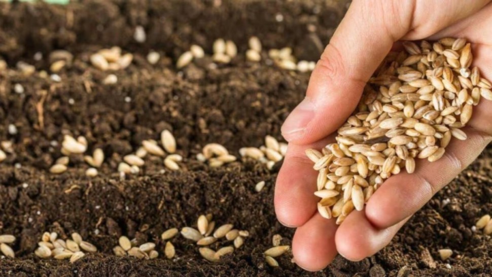 تقدم موسم البذر بولاية جندوبة بنسبة 50 بالمائة و دعوات لتأمين التزويد بالبذور و الأسمدة